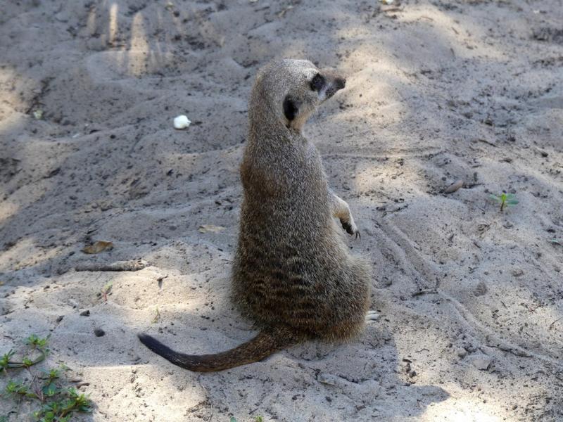 Suricate - 2019