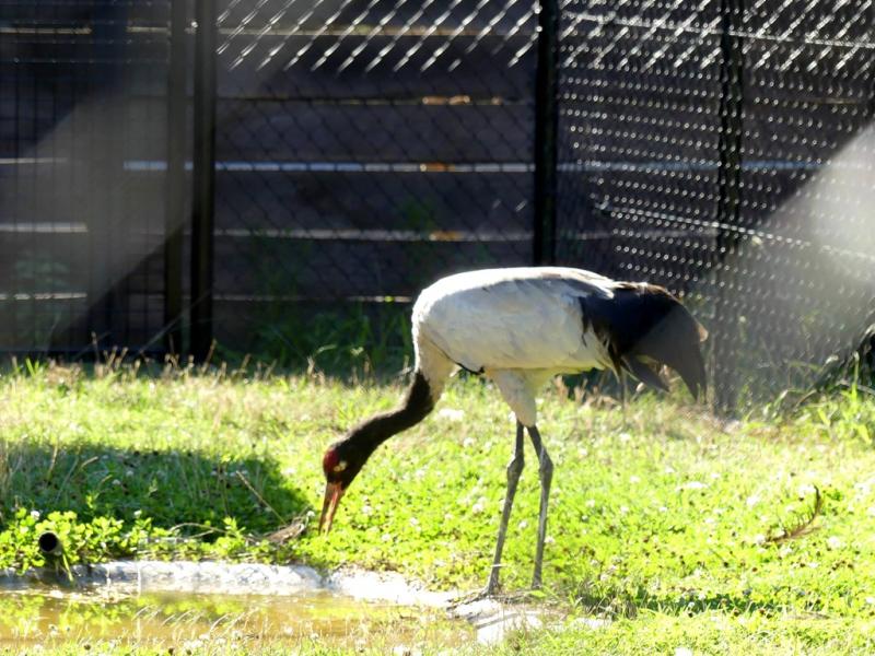 Grue à cou noir - 2019