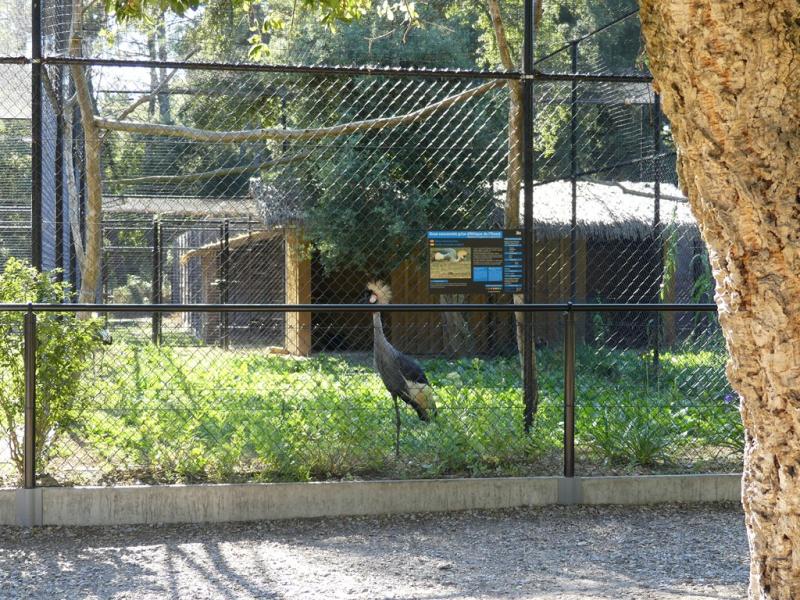 Grue couronnée grise - 2019