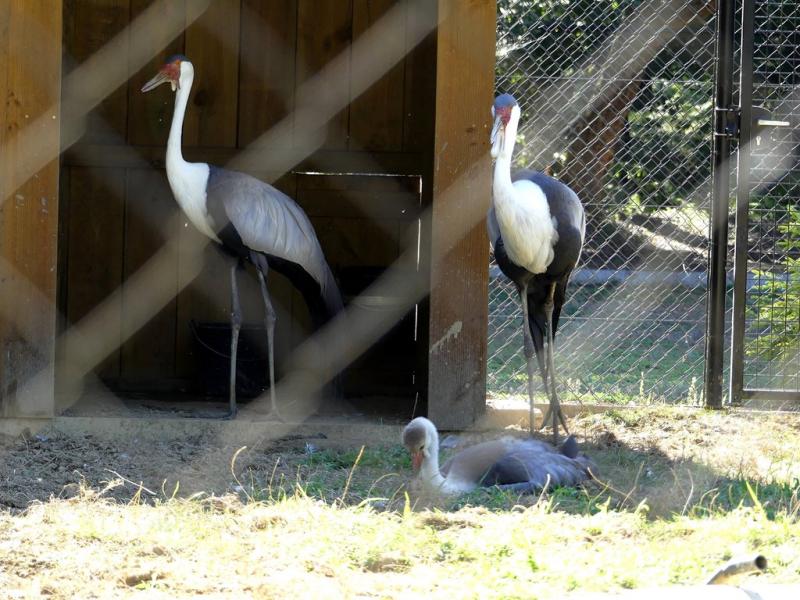 Grue caronculée - 2019