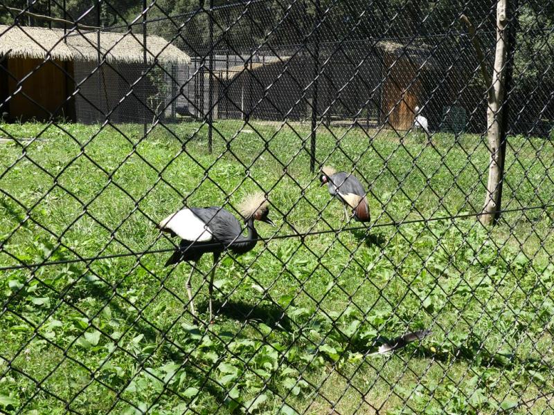 Grue couronnée noire - 2019