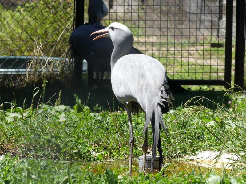 Grue de Paradis - 2019