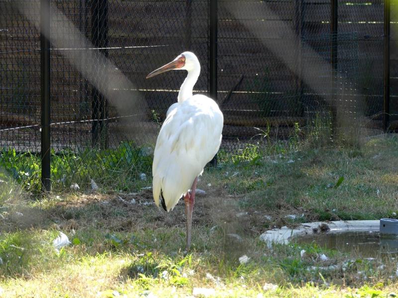 Grue de Sibérie - 2019