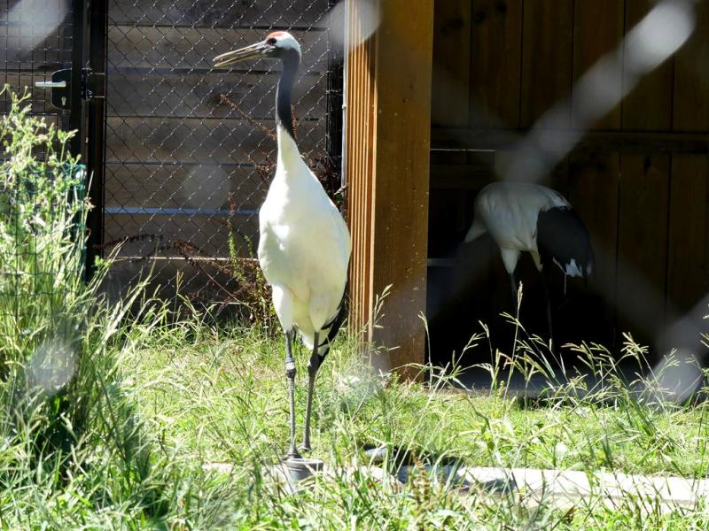 Grue du Japon - 2019