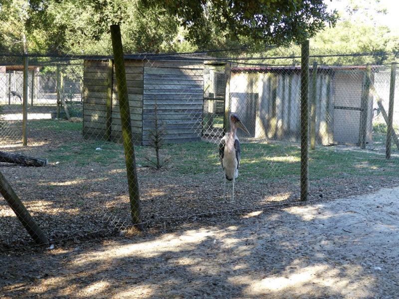 Marabout d'Afrique - 2019