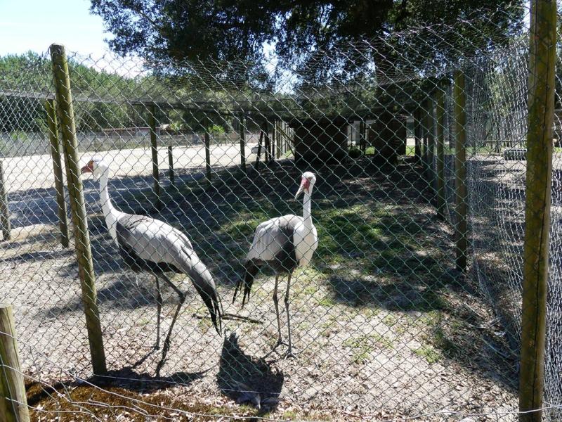 Grue caronculée - 2019