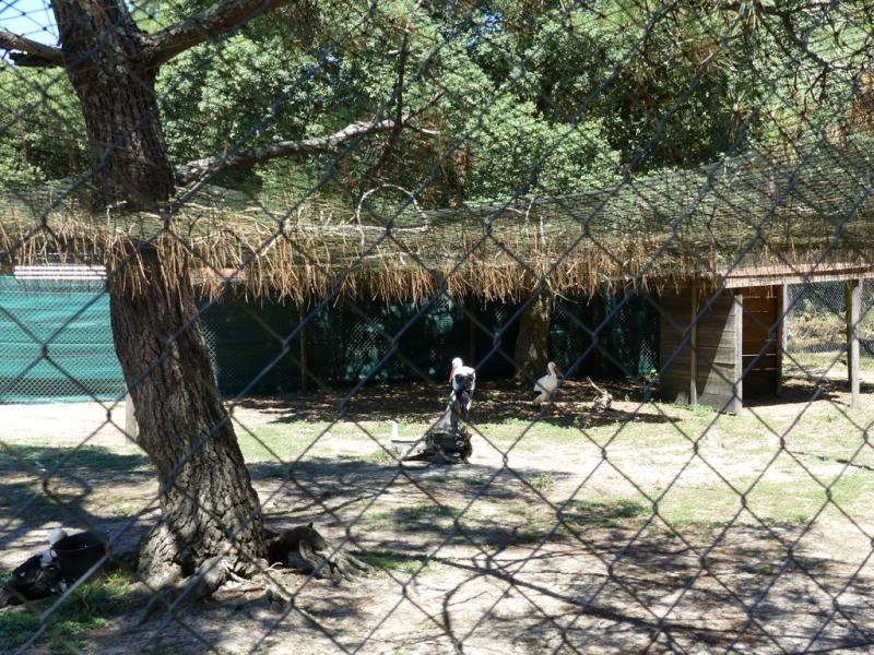 Cigogne blanche - 2019