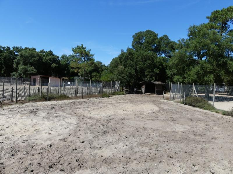 Zèbre de Grant - 2019