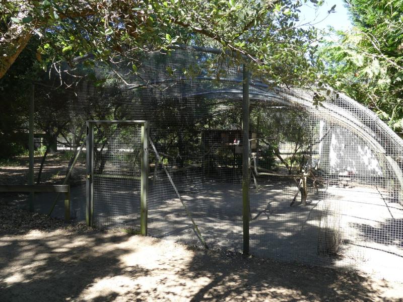 Cacatoés rosalbin - 2019