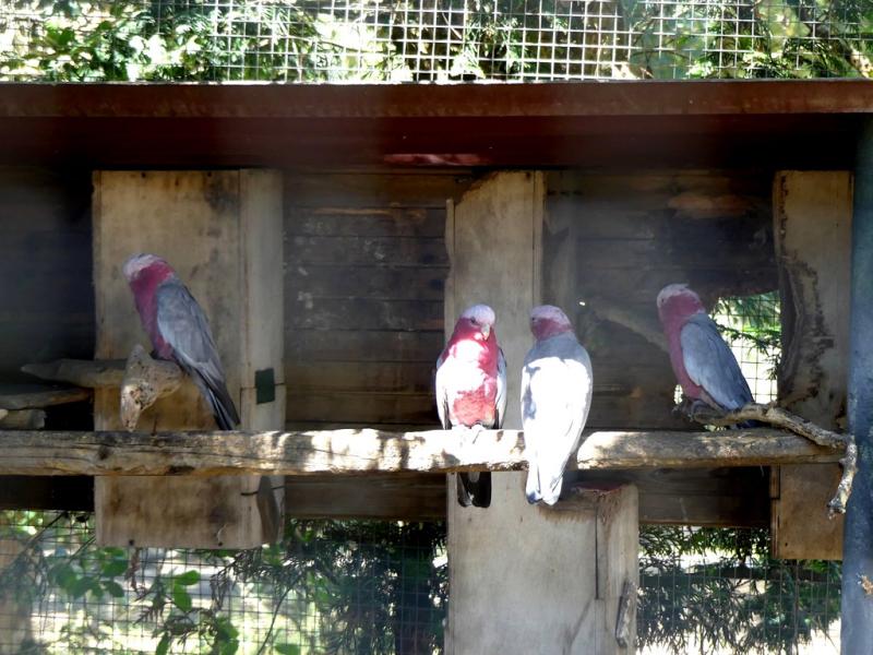 Cacatoés rosalbin - 2019