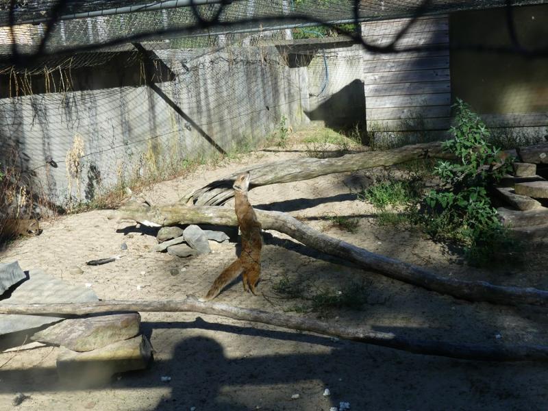 Mangouste fauve - 2019