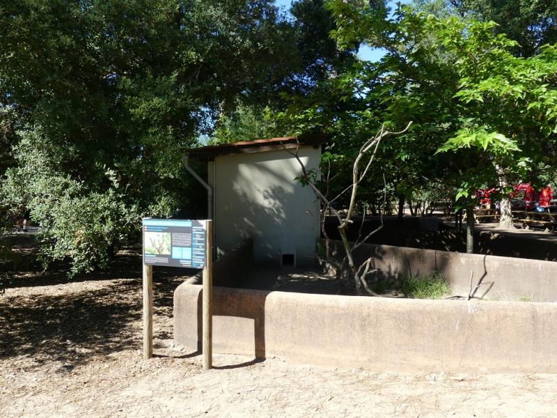 Amazone à front bleu - 2019