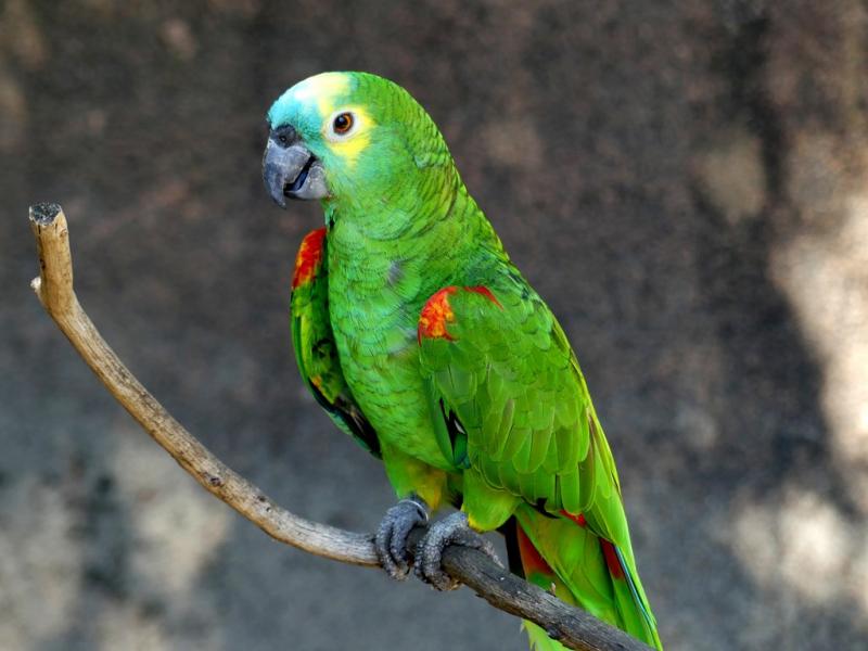 Amazone à front bleu - 2019