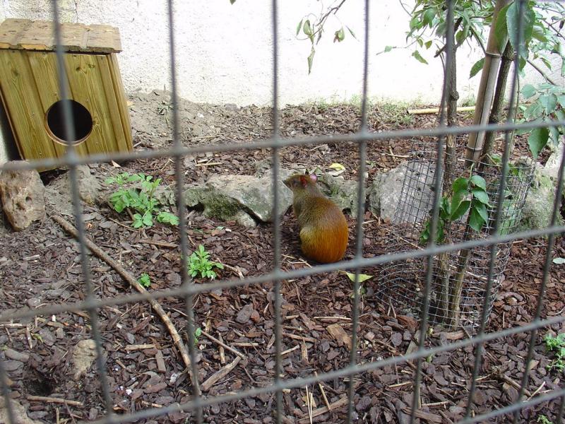 Agouti d'Azara - 2005