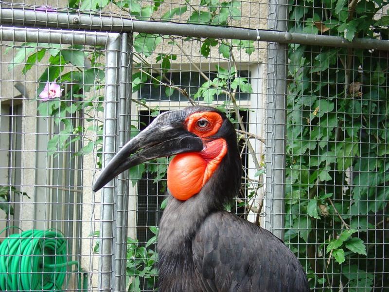 Agouti d'Azara - 2005