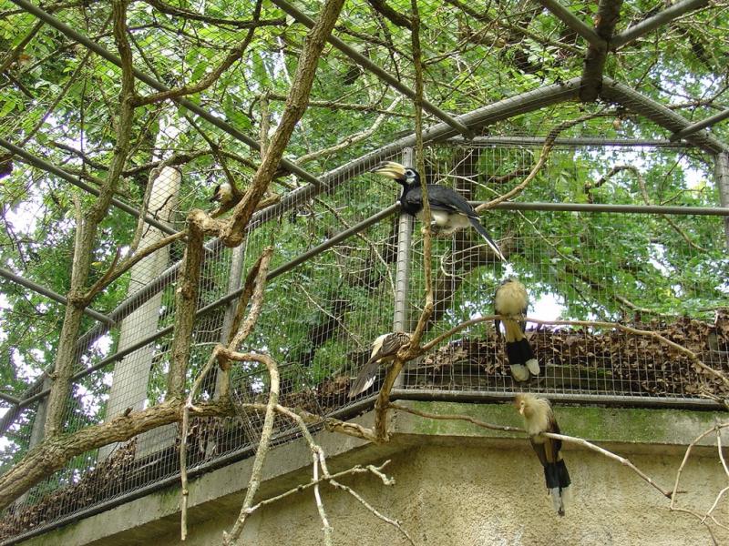 Calao pie - Guira cantara - 2005