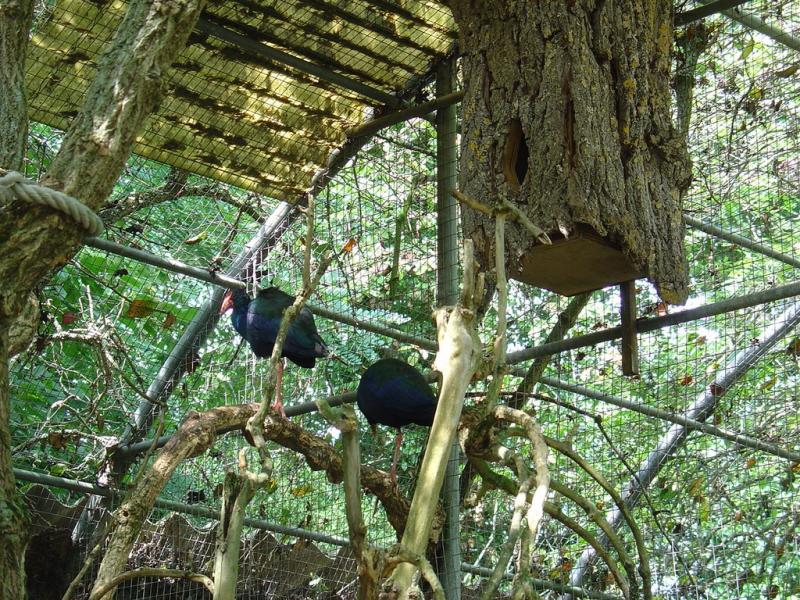 Poule sultane - 2005