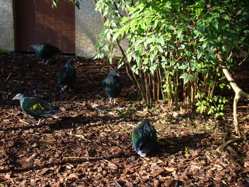 Nicobar à camail - 2005