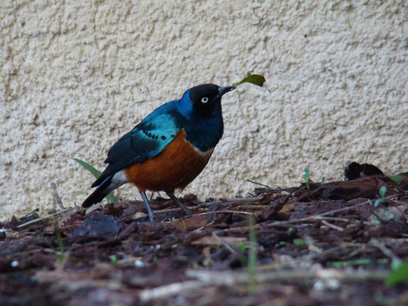 Spréo superbe - 2005