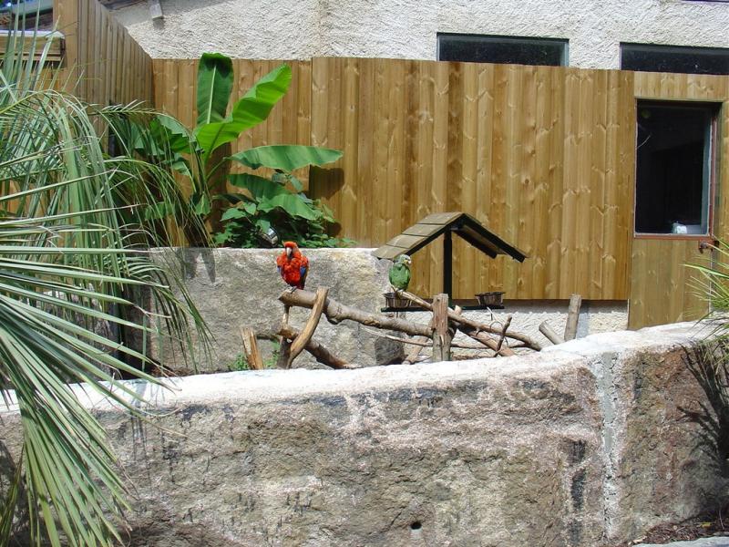 Ara - Amazone - 2005