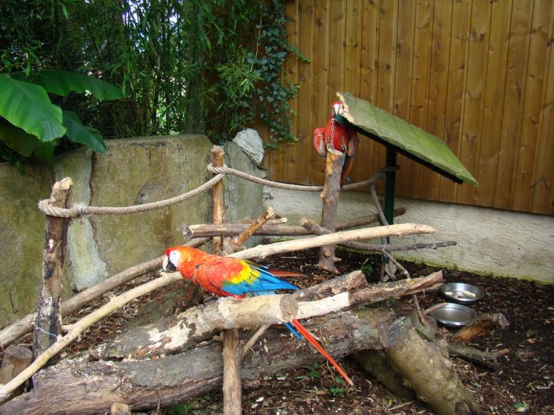 Ara macao - 2005