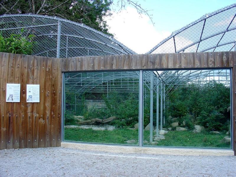 Panthère des neiges - 2005