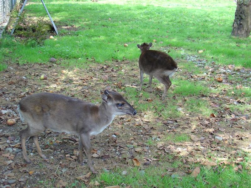 Céphalophe bleue - 2005