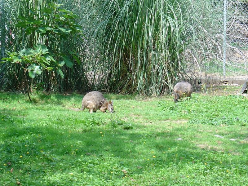Wallaby de Parma - 2005