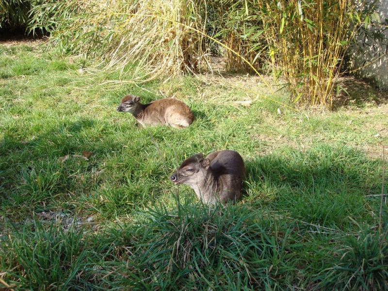 Muntjac de Reeves - 2005