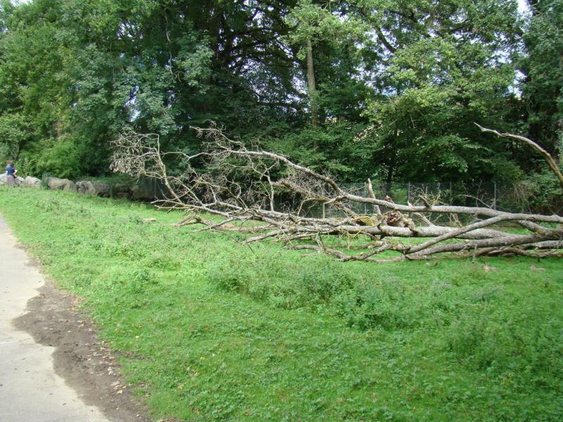 Parc kangourous et maras - 2005