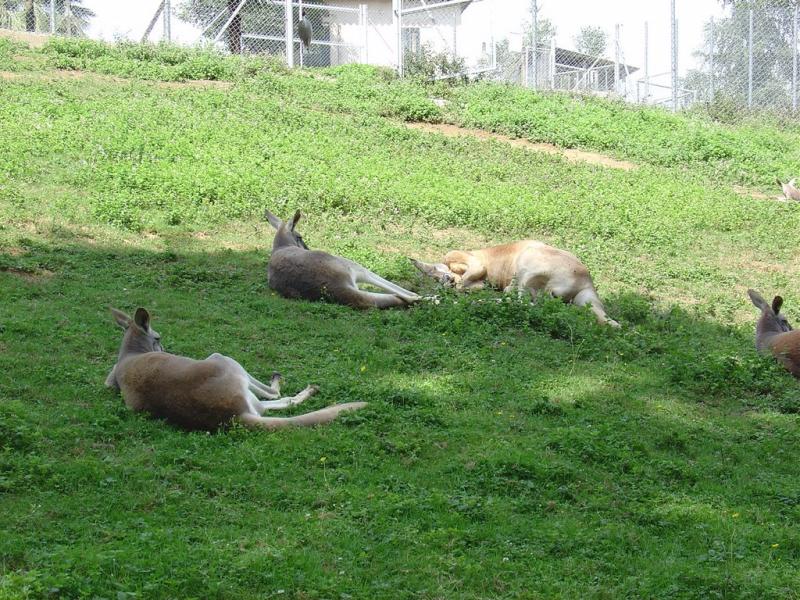Kangourou geant - Kangourou roux - 2005