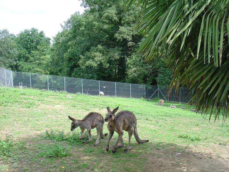 Kangourou geant - Kangourou roux - 2005