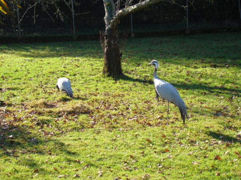 Grue demoiselle - 2005