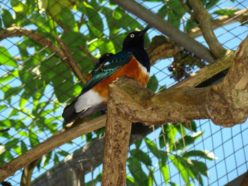 Spréo superbe - 2010