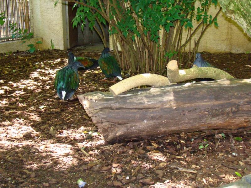 Nicobar à camail - 2010