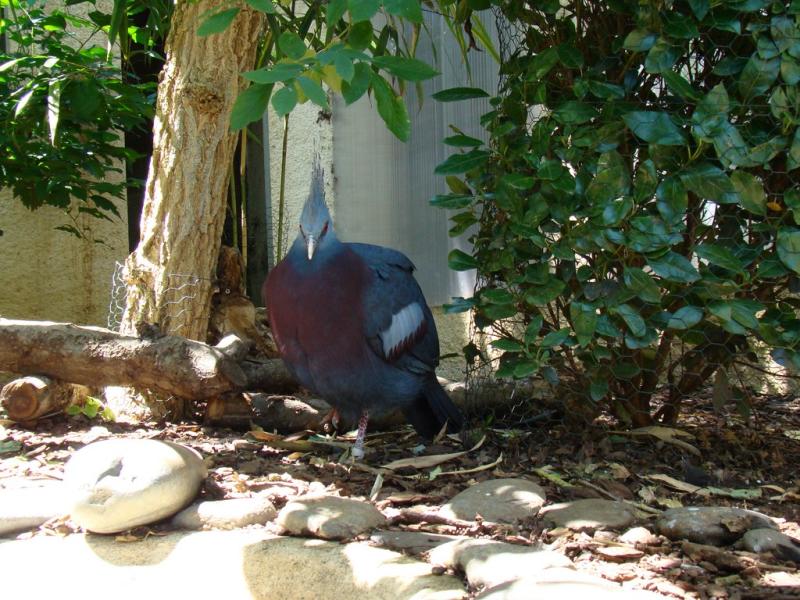 Goura de Victoria - 2010