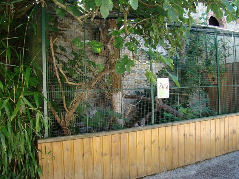 Petit duc de Grant - 2010