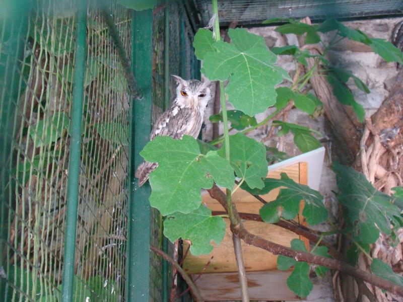 Petit duc de Grant - 2010