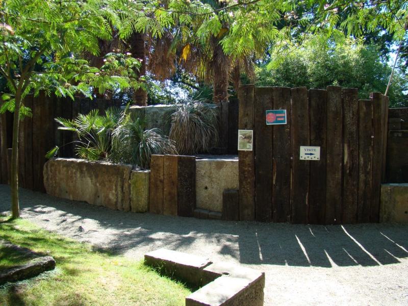 Porc-épic indien - 2010