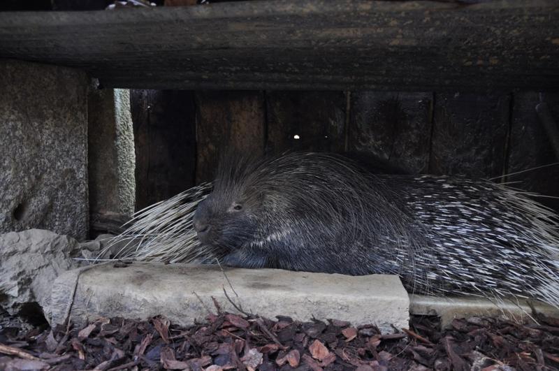 Porc-épic indien - 2010