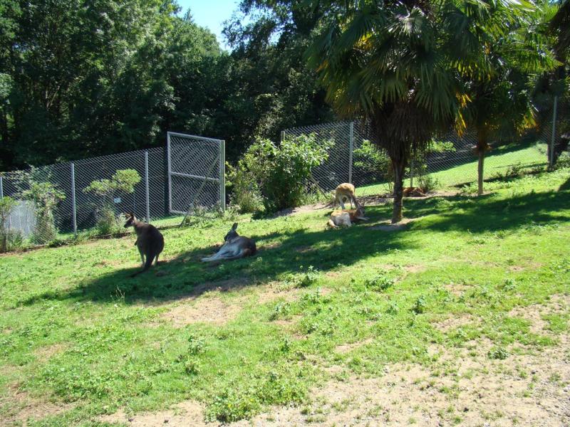 Kangourou geant - Kangourou roux - 2010