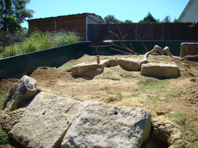 Chien de prairie - 2010