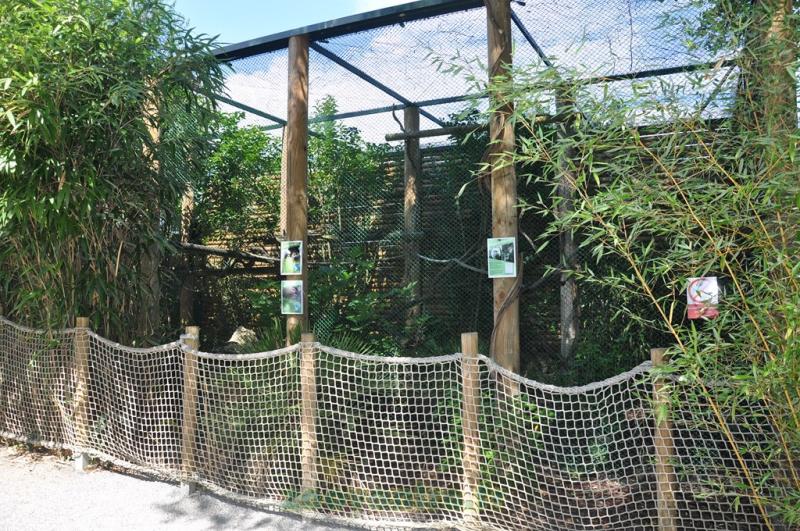 Saïmiri de Bolivie - Saki à face blanche - Agouti doré - 2013
