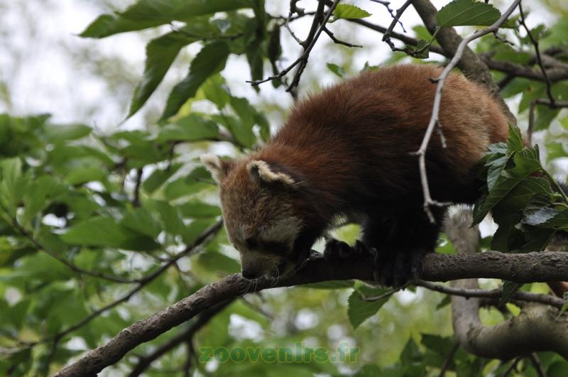 Panda roux - 2013