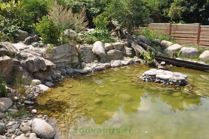 Loutre d'Asie - 2013