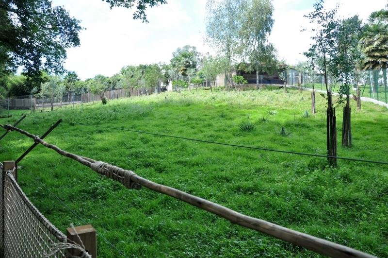 Wallaby bicolor - 2013