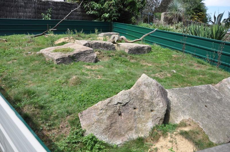 Chien de prairie - 2013