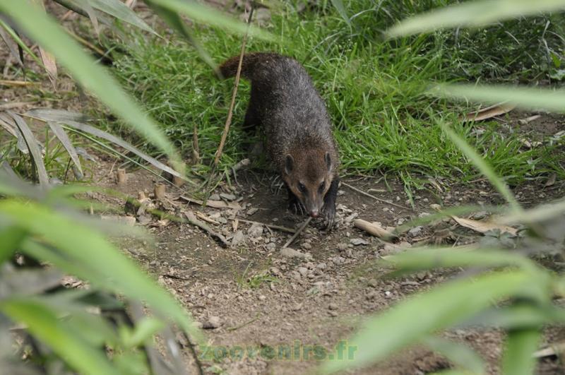 Mangouste noire - 2013