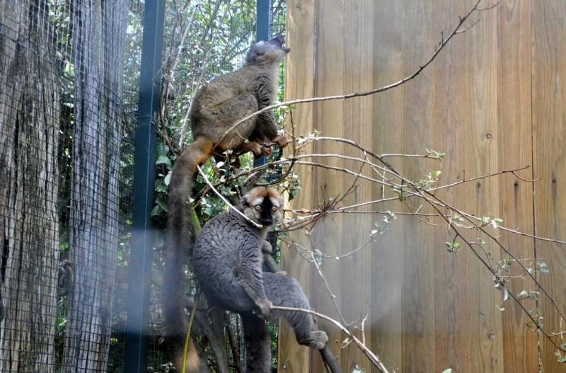 Lémur à front roux - 2013