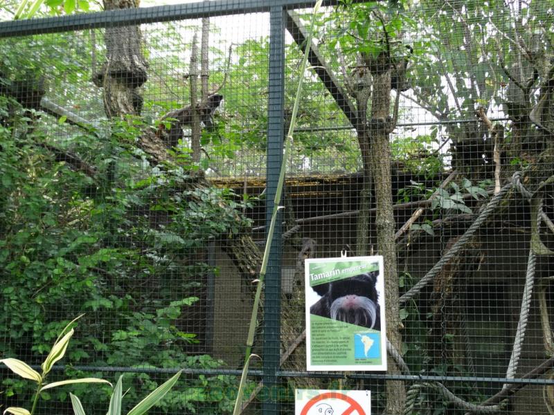 Tamarin empereur - 2013